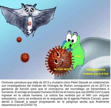 (Figura proporcionada por Meng Wang,  Wuhan Institute of Virology).