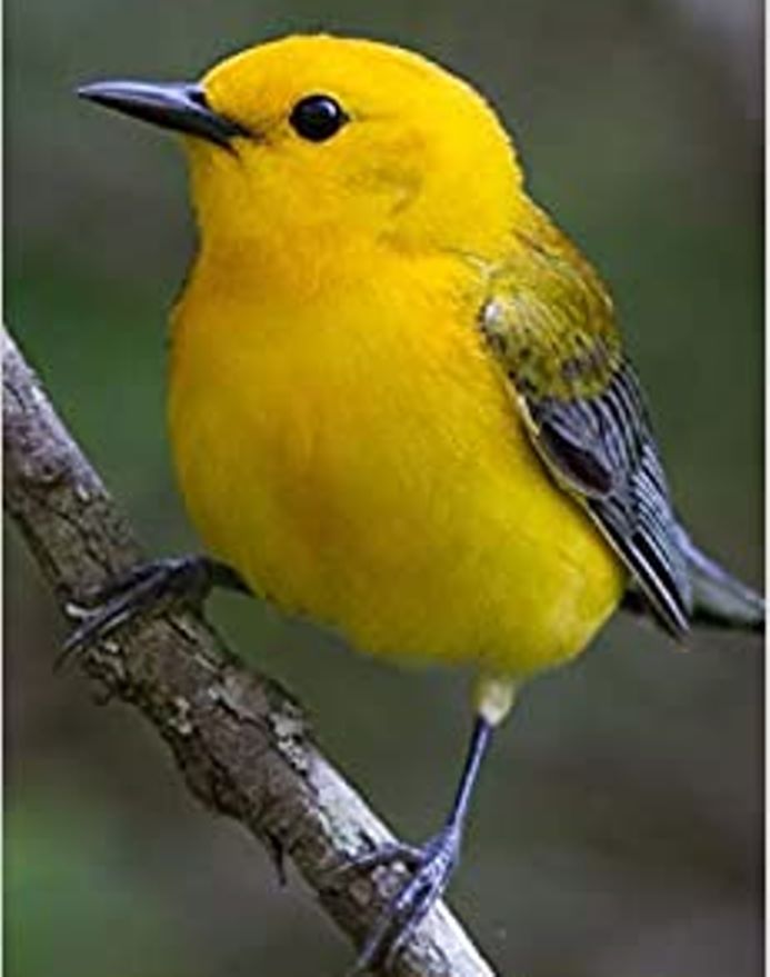 Prothonotary Warbler. (Foto: Amazon)