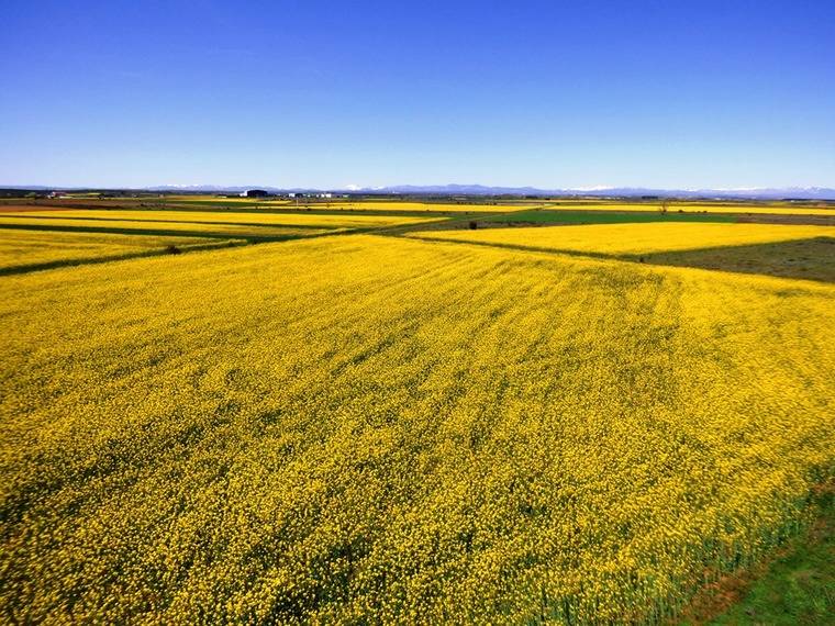 Campos de colza en Villadangos (León). Foto: La Crítica