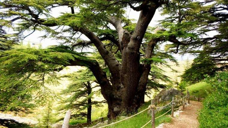 Los cedros de Horsh Arz el-Rab (los cedros de Dios), en el valle de Kadisha, Líbano. (Foto: https://www.abc.es/)