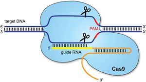 CRISPR