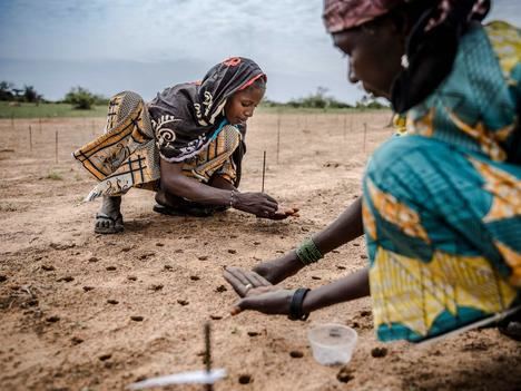 Plantando semillas en el Sahel de Níger. (Foto: El País / LUIS TATO /AFP).
